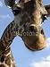 Wallmonkeys Peel and Stick Wall Decals - Giraffe - Removable Graphic