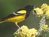 IMAGE OF Male Scott's Oriole (Icterus Parisorum) on Cholla Cactus, Southwestern USA Photographic Poster Print by Steve Maslowski, 30x40