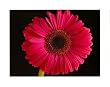 Pink Gerbera Daisy (Color Close-Up) Art Poster Print - 16" X 20"