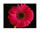 Pink Gerbera Daisy (Color Close-Up) Art Poster Print - 13x19