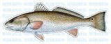 41CjHfovlNL. SL160  REDFISH  Fish Decal  red drum sticker truck fishing
