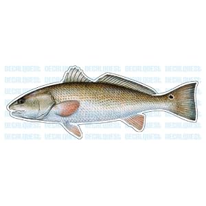 REDFISH -Fish Decal- red drum sticker truck fishing by 
