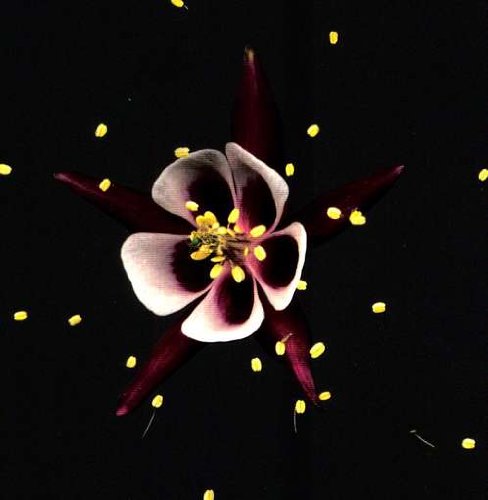 Fridge - Happiness [vinyl] - Zortam Music