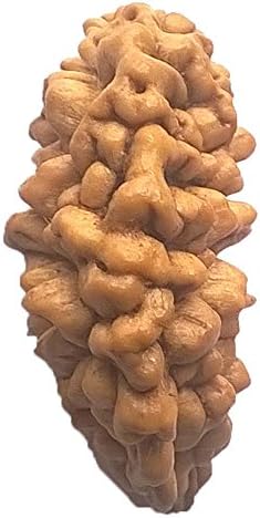 1 Mukhi Rudraksha India CERTIFIED 33.56mm | PREMIUM 3.52gms One Face Rudraksh