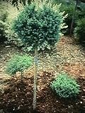 Save on Newport Beauty Dwarf Larch 2 - Year Graft by Japanese Maples and Evergreens