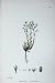 Botany Plants C1902 Vernal Sandwort Alsine Verna Colour
