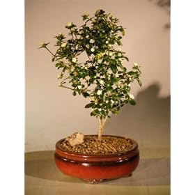 Bonsai Boy's Flowering Snow Rose Serissa Bonsai Tree - Small(serissa foetida)