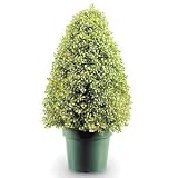 Outdoor Living : DECORATIVE SHRUBS BOXWOOD CONE