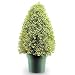 Outdoor Living : DECORATIVE SHRUBS BOXWOOD CONE
