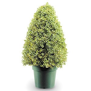 National Tree Boxwood Tree with Dark Green Plastic Pot, 30-Inch