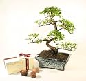 Flowering Chinese Bird Plum Bonsai Tree Gift Set with Luxury Handmade Chocolates