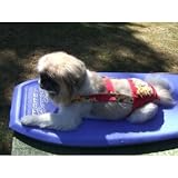 Joybies Tropical Red Aloha Piddle Pants(tm) for Small Male Dog (Measuring 13