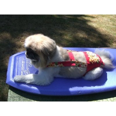 Joybies Tropical Red Aloha Piddle Pants(tm) for Small Male Dog (Measuring 13