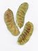 Senna Pods, Senna Alexandrina Photographic Poster Print by Geoff Kidd, 18x24