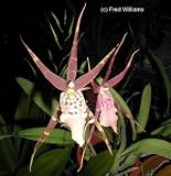 Mtassa Shelob 