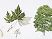 Silver Maple (Acer Saccharinum) Flower, Leaf and Maple Seeds, Illustration Photographic Poster Print, 18x24
