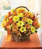 Fall Daisy