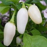 Chilli Pepper - HABANERO - White - HOT ! 15 seeds
