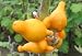 Titty Fruit - Nipple Fruit - Tit Plant 10 Seeds