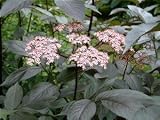 Review Longacres  / Sambucus nigra Black Beauty 3L