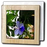 WhiteOak Photography Floral Prints - Africia Butterfly Bush Flower Blue Tropical Flower - Tile Napkin Holders