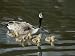 Canada Goose Keeps Close Tabs on Its Goslings Photographic Poster Print by Tom Murphy, 16x12 Image