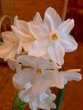 Paperwhite Flowers Growing Kit - Blooms in 30 days!