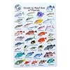 Red Sea Reef Fish Species I.D. Card - Waterproof