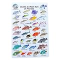 Red Sea Reef Fish Species I.D. Card - Waterproof