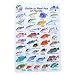 Water proof Fish Species Guide to reef fish of the Red Sea