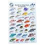 Water proof Fish Species Guide to reef fish of the Red Sea