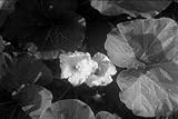 Vintage Gardening Tips on Old Movie: Gardening DVD (1940)
