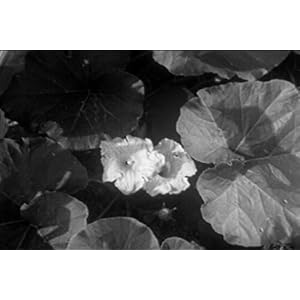 Vintage Gardening Tips on Old Movie: Gardening DVD (1940)