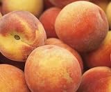 Peaches Freeze Dried Survival Food Giant #10 Can
