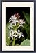 Framed Prints of JLM-5074 BOGBEAN / BUCKBEAN - Bog plant, single stem in flower from Ardea Wildlife Pets
