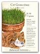Cat Grass Seeds 500 Seeds