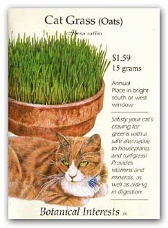 Cat Grass Seeds 500 Seeds