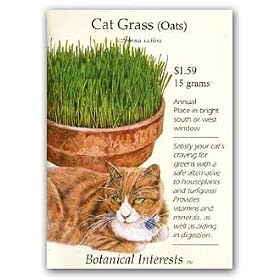 Buy Cat Grass Seeds 500 Seeds by Botanical Interests now!