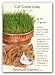 Cat Grass Seeds 500 Seeds