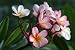Plumeria / Frangipani Flowers - 72