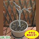 来春開花 家庭で花見が出来る「一才藤」鉢植え(受け皿付) 画像