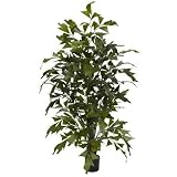 41Cx8bJAHRL. SL160  4.5 Ft Fishtail Palm Silk Tree