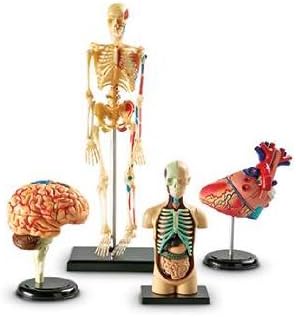 Model Anatomy Bundle Set Of 132 By Learning Resources