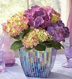 Plants - Plants by 1800Flowers - Hydrangea in Mosaic Planter