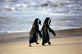 GB eye Ltd, Penguins, Beach, Maxi Poster, (61x91.5cm)