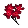 Snow White Indoor 40 Christmas Poinsettia Lights