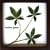 �s���[�t�p�l���tPachira glabra(�p�L�� �O���u�� )