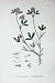 Botany Plants C1902 Teasel Headed Trefoil Trifolium