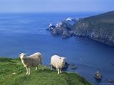 Sheep, Hermaness Nature Reserve, Hermaness, Scotland, United Kingdom Art Photographic Poster Print by Patrick Dieudonne, 12x9