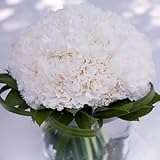Send Fresh Cut Flowers - Carnation Centerpiece (6pc) - White